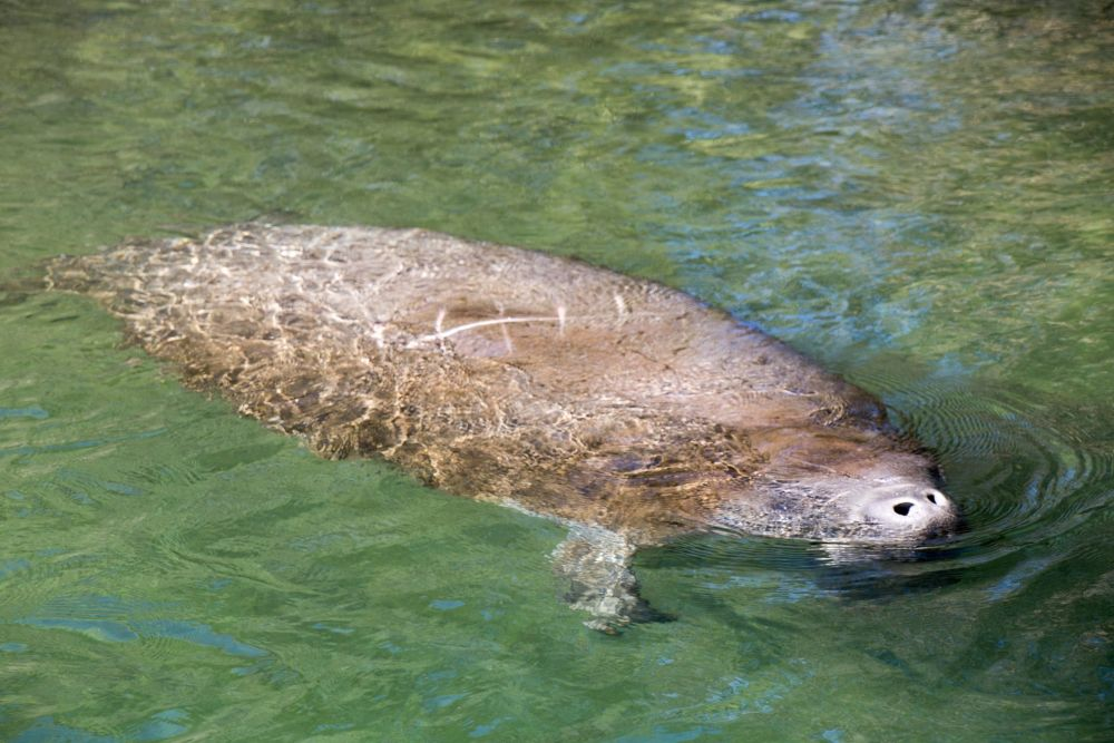 The Ultimate Guide to Exploring the Weeki Wachee and Mud Rivers by Boat